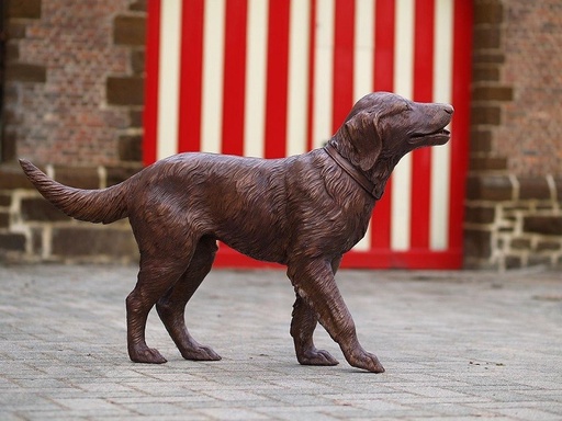 Labrador brons