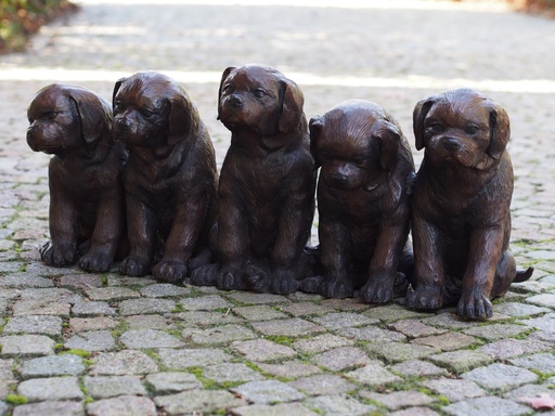 5 Puppies brons